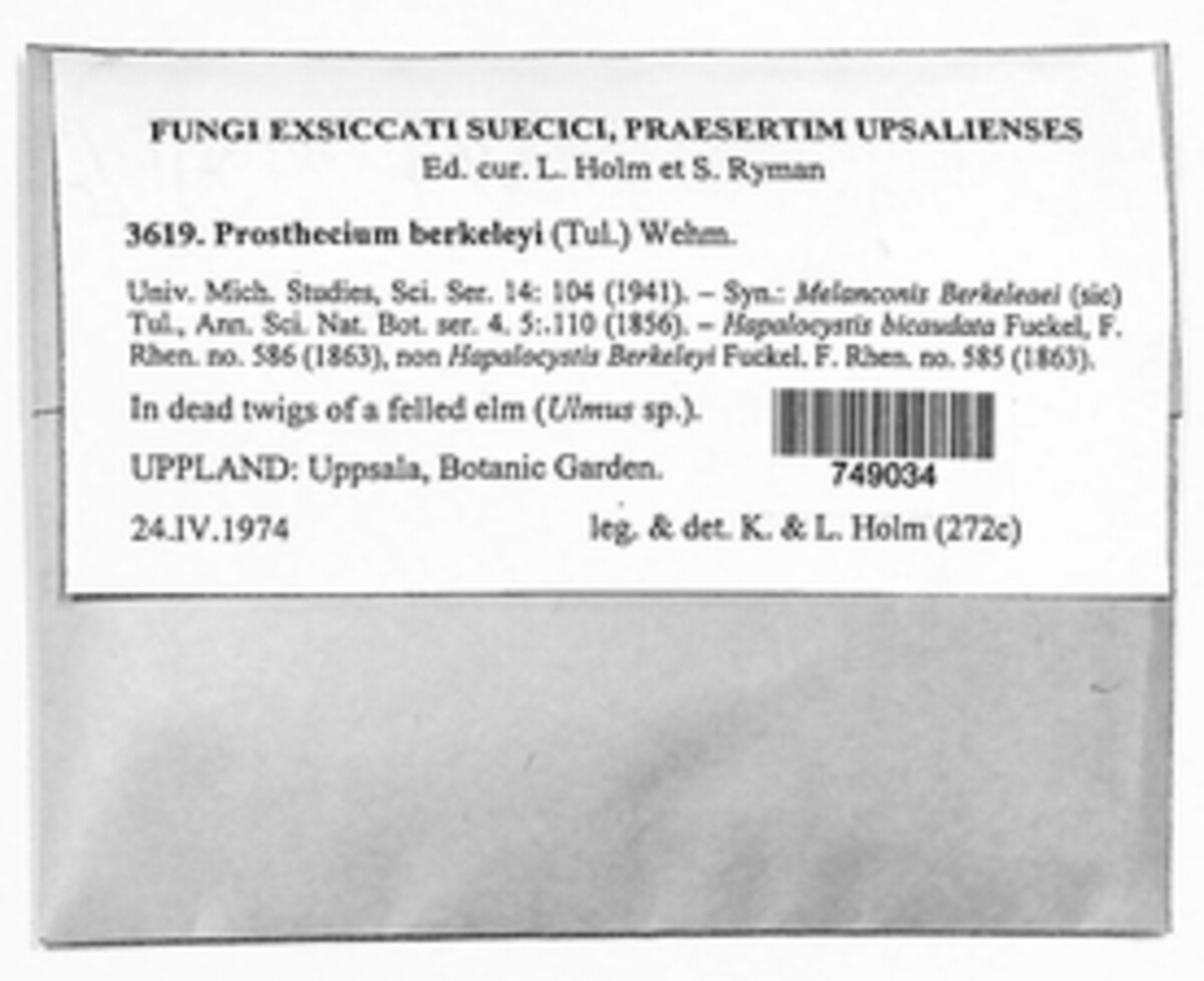 Prosthecium berkeleyi image